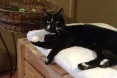Stewie the Cat
