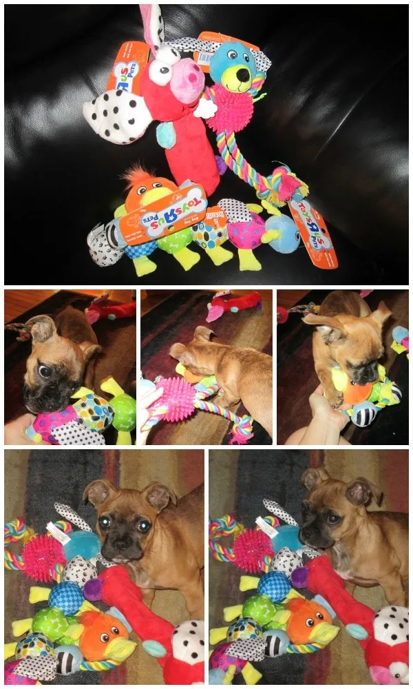 petsmart dog toys