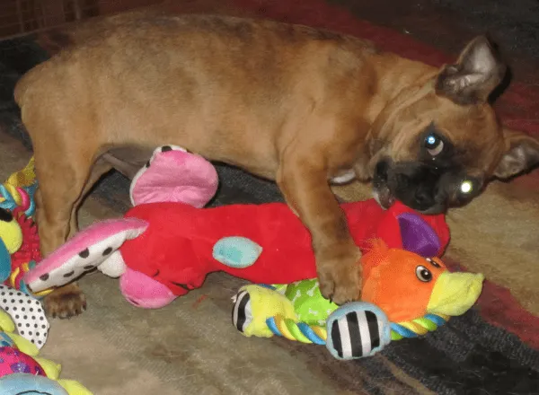 Pet Toys On PetSmart That People Actually Swear By