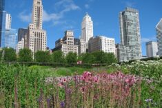 beautiful Chicago