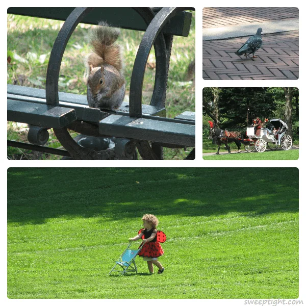 adorable creatures of Central Park