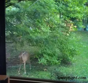 deer in window
