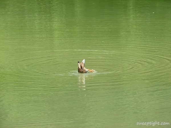 Underwater duck