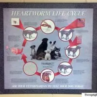 A Poster Like This is in Every Exam Room at my Veterinary Practice