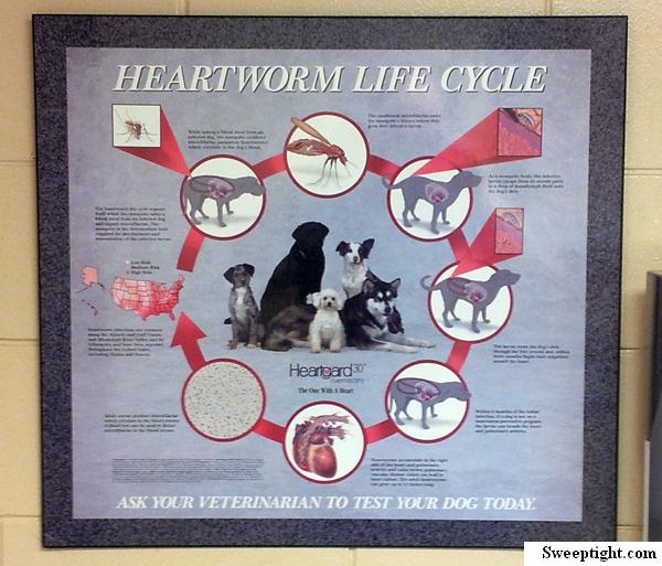 Heartworm life cycle poster. 