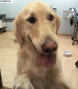 Kayla the golden retriever. 