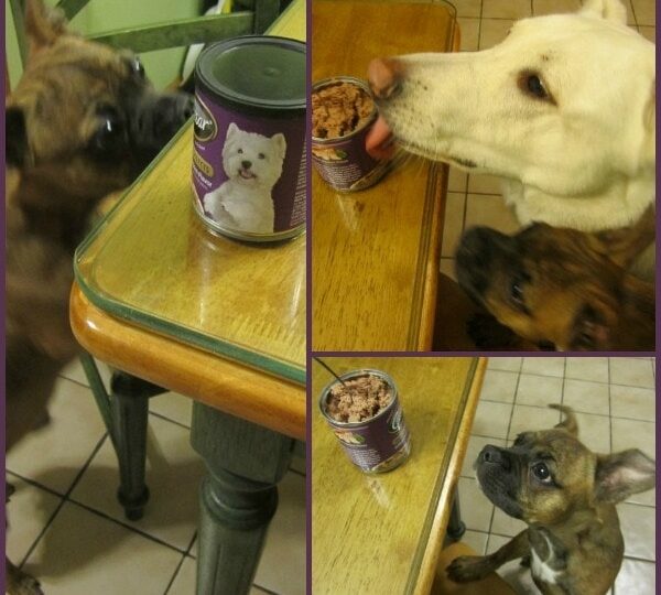 cesar dog food