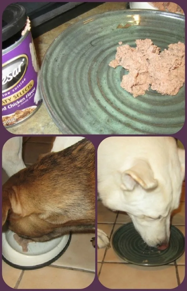 meaty selects dog food