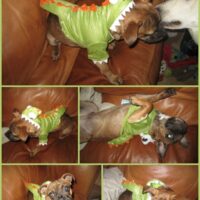 dogs costumes
