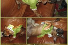 dogs costumes