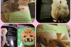 baby animals