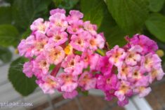 pretty flower