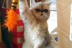 winning cat