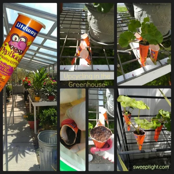 Using yogurt containers as seed starters in a greenhouse. Collage of images showing seeds growing into plants. 