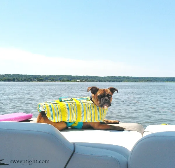 beyond the fence on a boat with your dog