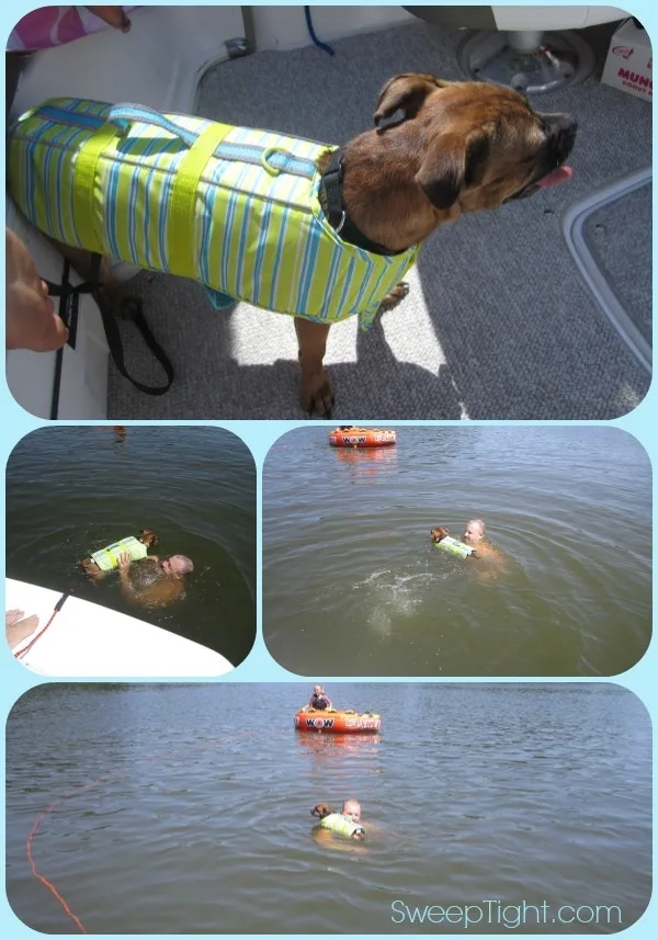 Dogs Sail Safely With PetSmart Life Jacket A Magical Mess, 51 OFF