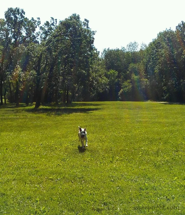 happy dog beyond the fence