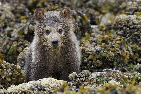 A cute bear from Disneynature BEARS.