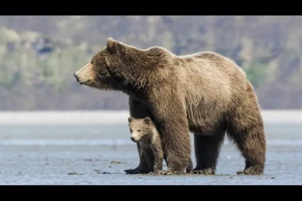 Mama and baby bear. 