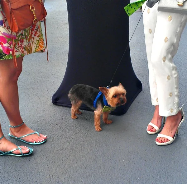 Tiny Winston the Yorkie. 