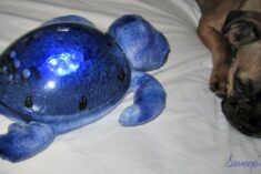 tranquil turtle