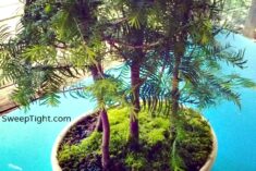 bonsai trees Dawn Redwoods National Houseplant Week