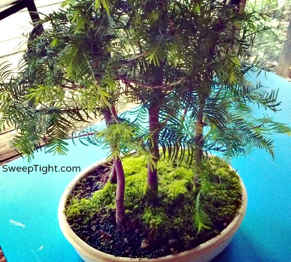 Little bonsai trees. 