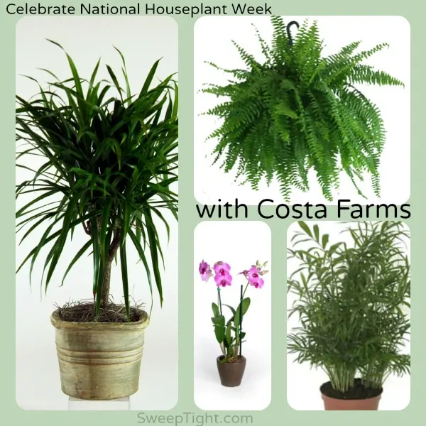 Costa Farms houseplants. 