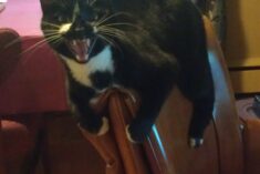 funny cat miserable boss