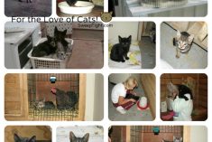 cats