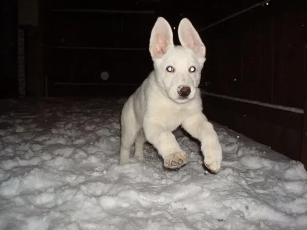 Baby german hot sale shepherd white