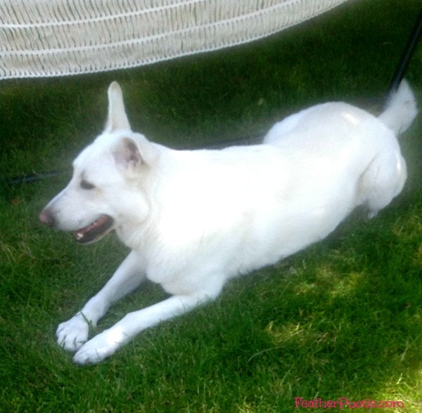 White german shepherd 2024 puppies for adoption