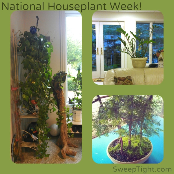 Celebrate Indoor Houseplant week with Costa Farms