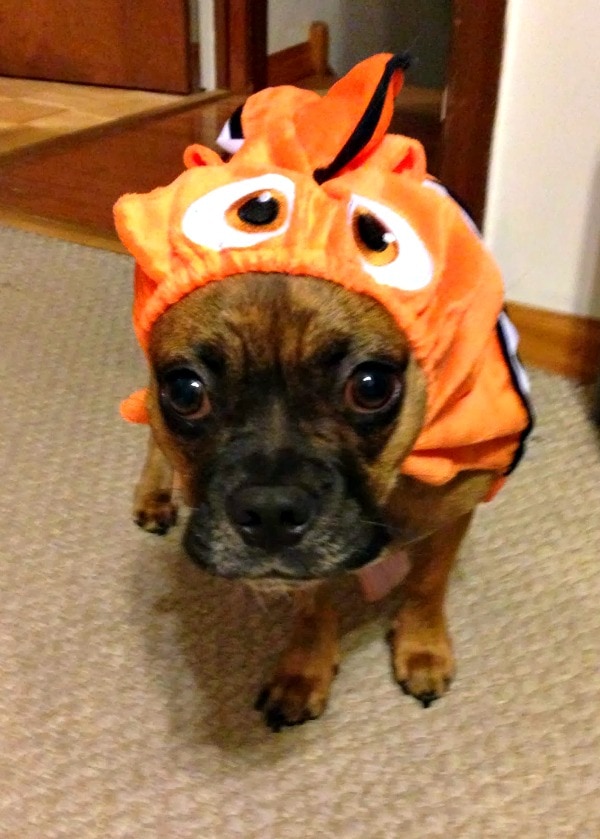 Grump in a Finding Nemo costume. 
