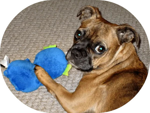 Pug mix dog playing with a monster toy. 