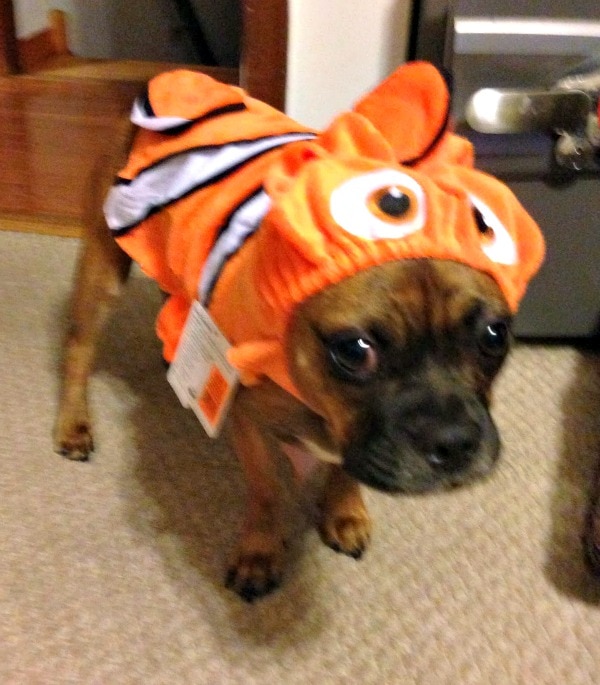 Pug mix dog in a Finding Nemo costume. 
