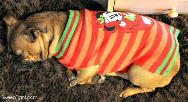Holiday Pet Sweater