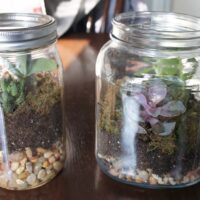 DIY Christmas Gift - Succulent Terrarium