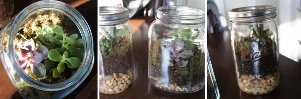 DIY Christmas Gift - Succulent Terrarium