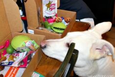 Happy Dog Box for Monthly Pet Goodies