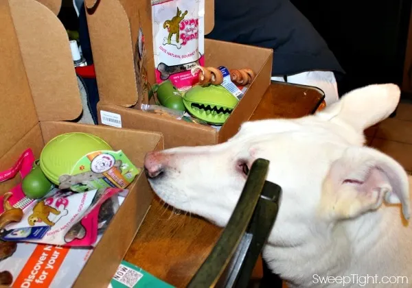 Happy Dog Box for Monthly Pet Goodies A Magical Mess