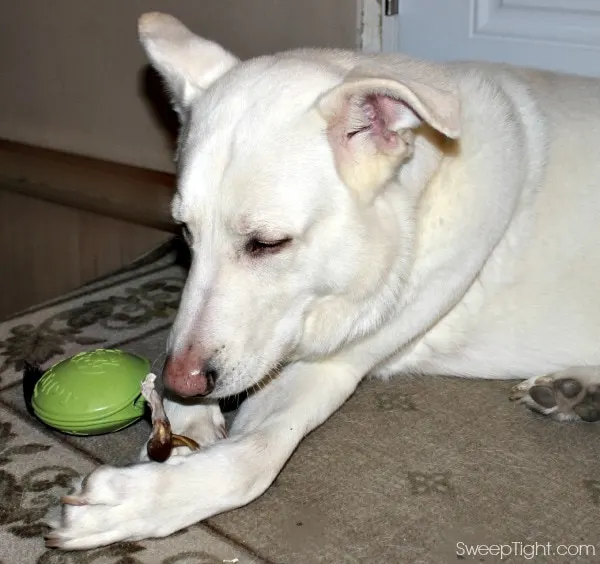 Happy Dog Box for Monthly Pet Goodies