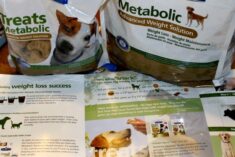 Dog Weight Loss Help with Hillβs #HillsPet