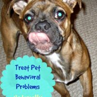 Treating Pet Behavioral Problems Naturally