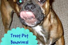 Treating Pet Behavioral Problems Naturally