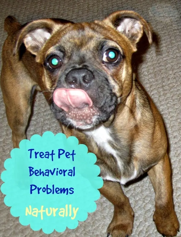 Treating Pet Behavioral Problems Naturally