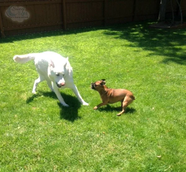 Dogs playing like crazy