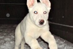 Hilo as a Puppy