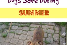 7 Tips to Keep Pets Safe During Summer