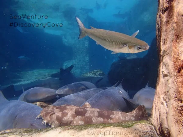 Discovery Cove SeaVenture #RockYourVacation